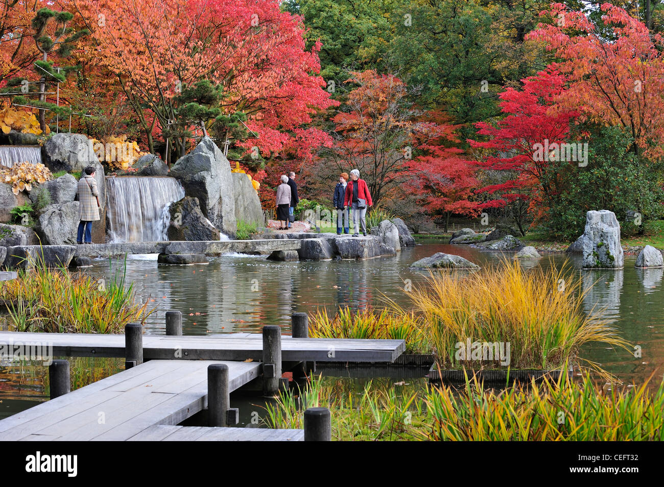 Japanese maples hi-res stock photography and images - Alamy