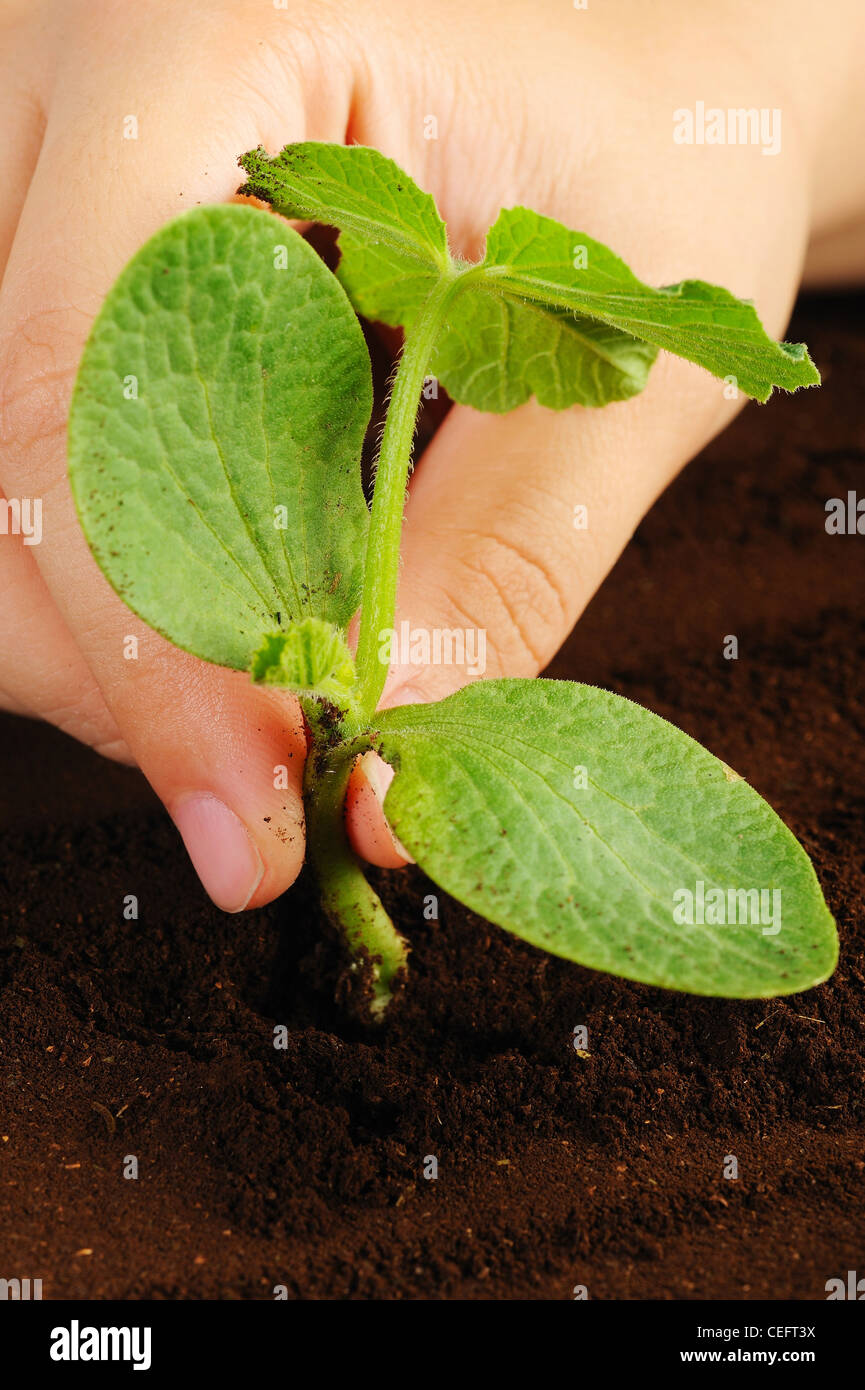 Pumpkin seedlings Stock Photo Alamy