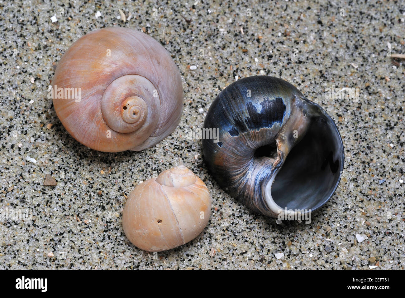 Necklace shells (Euspira catena / Polinices catena) on beach, Belgium Stock Photo