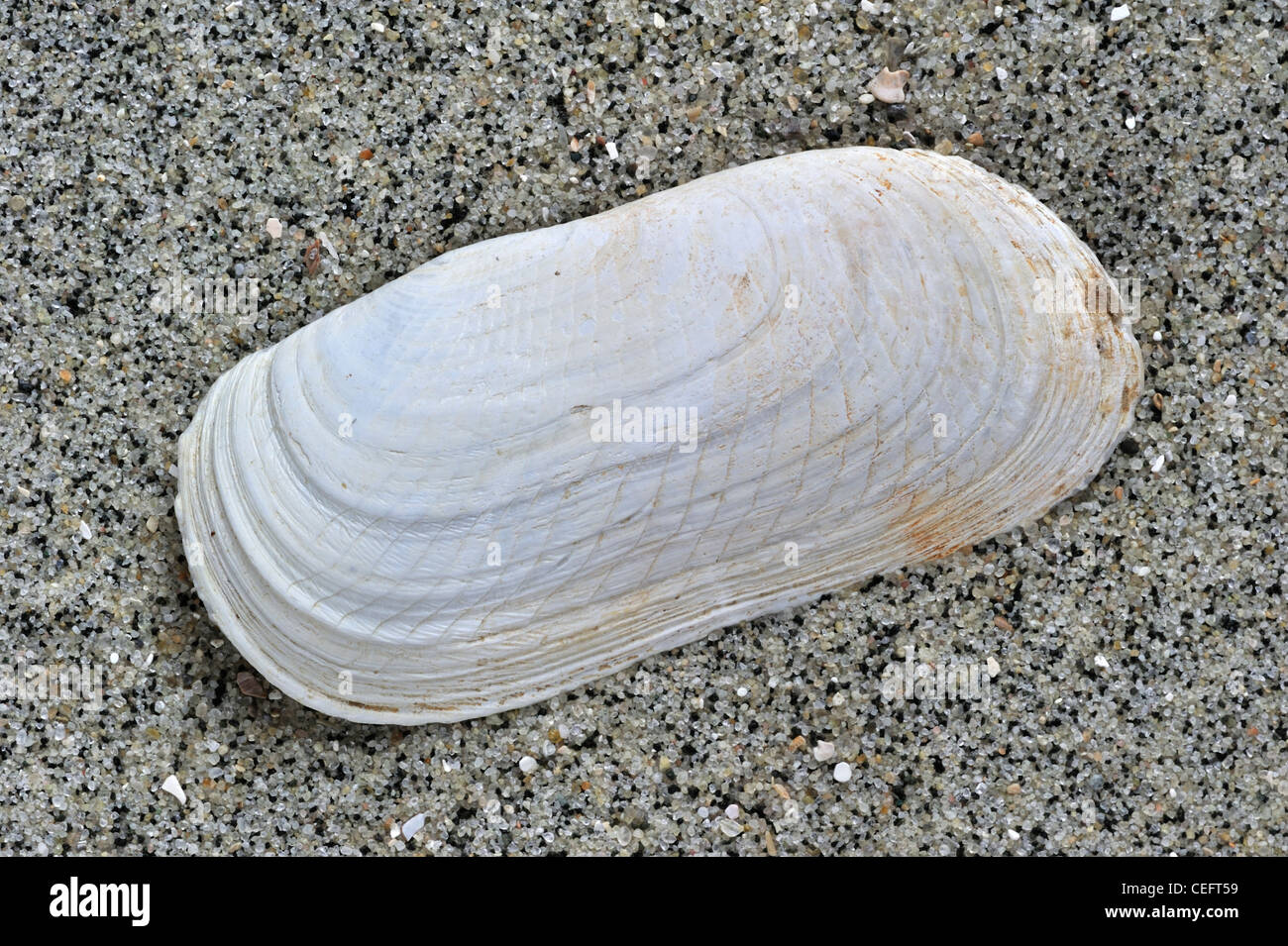 Oblong otter clam / Oblong otter-shell (Lutraria magna) on beach, Brittany, France Stock Photo