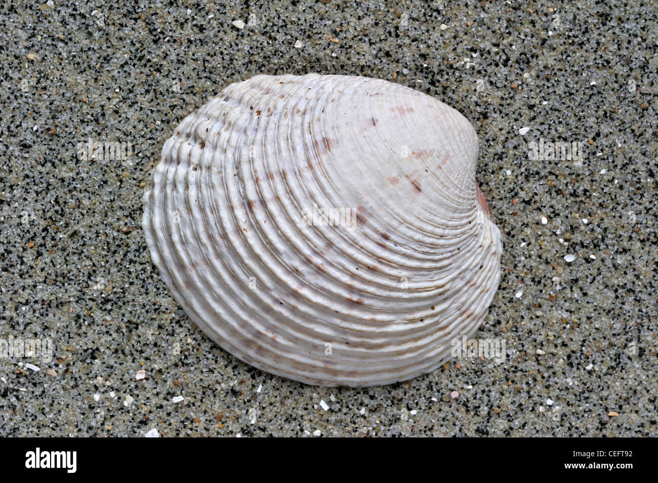 Warty venus (Venus verrucosa) shell on beach Stock Photo