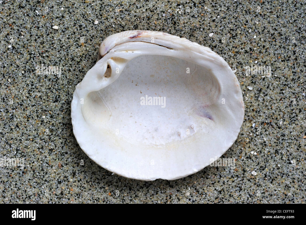 Warty venus (Venus verrucosa) shell on beach Stock Photo