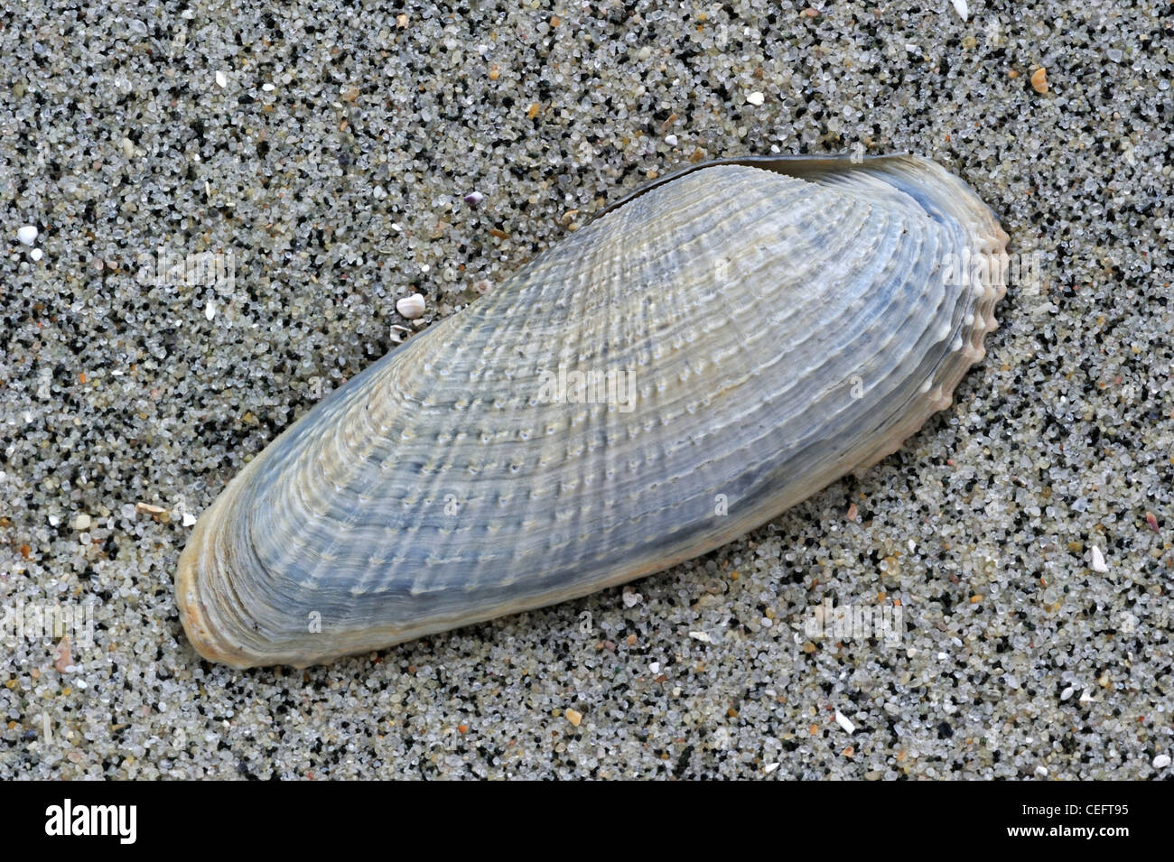 White piddock (Barnea candida) shell on beach, Belgium Stock Photo