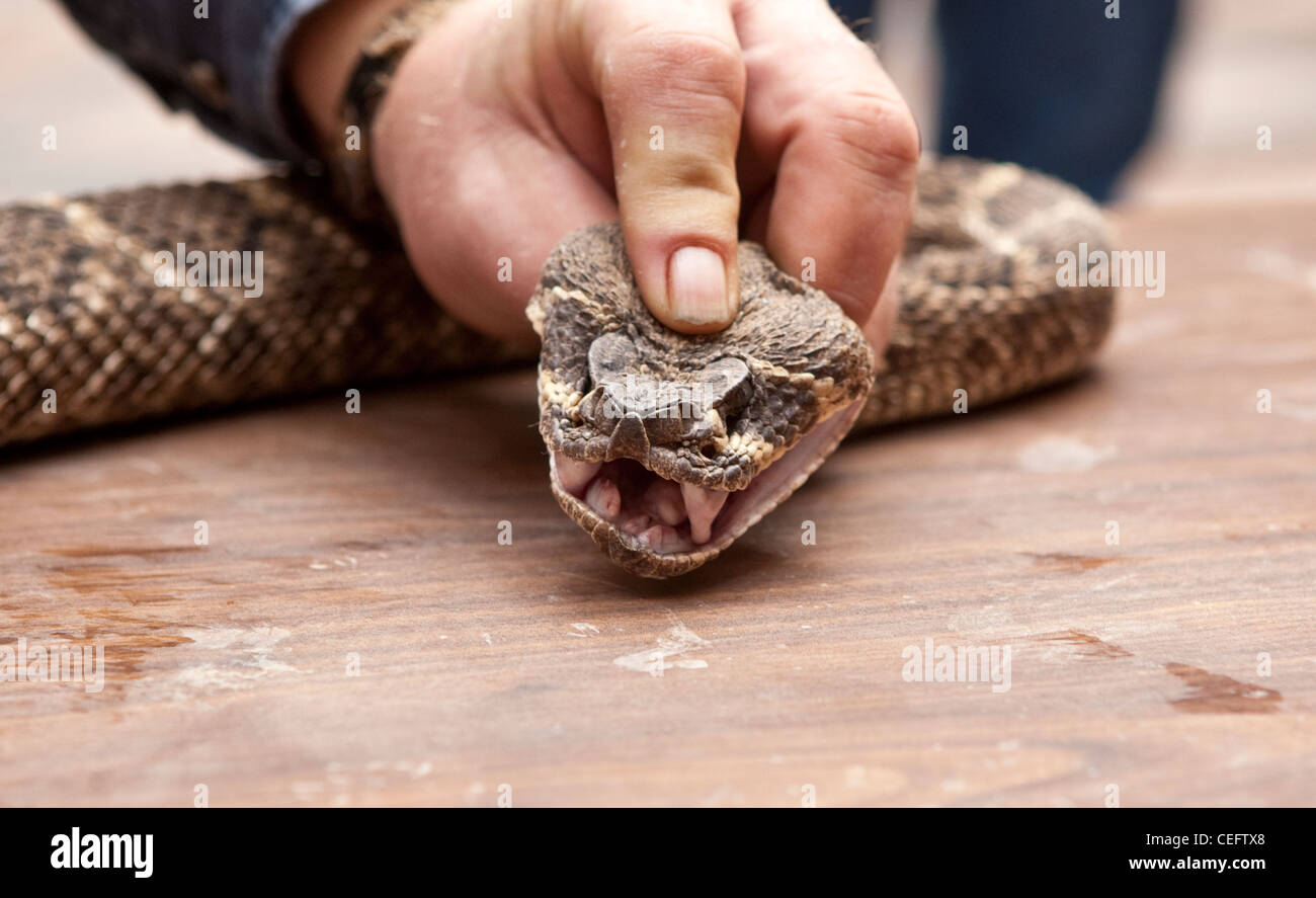 male snake handler presses down on head of  venomous poisonous  rattlesnake exposing it's fangs Stock Photo