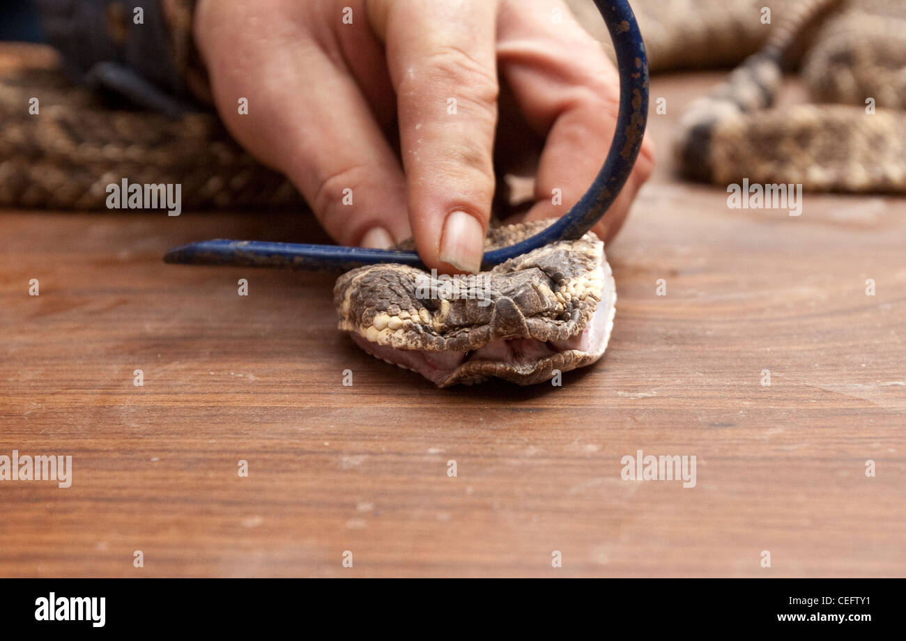 male snake handler presses down on head of  venomous poisonous  rattlesnake exposing it's fangs Stock Photo