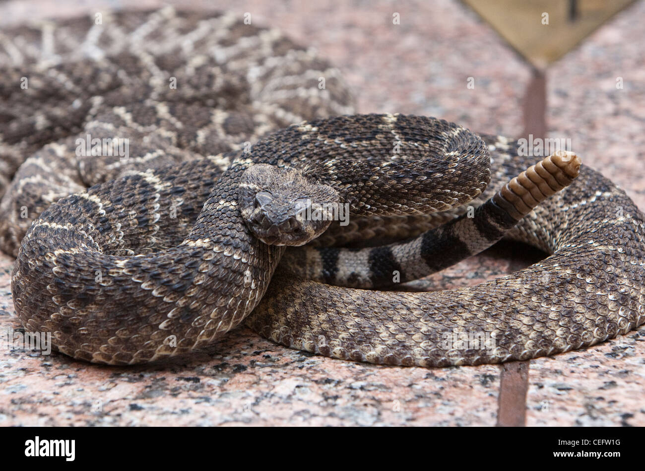 rattlesnake poisonous dangerous rattle venomous Crotalus Sistrurus predator Stock Photo