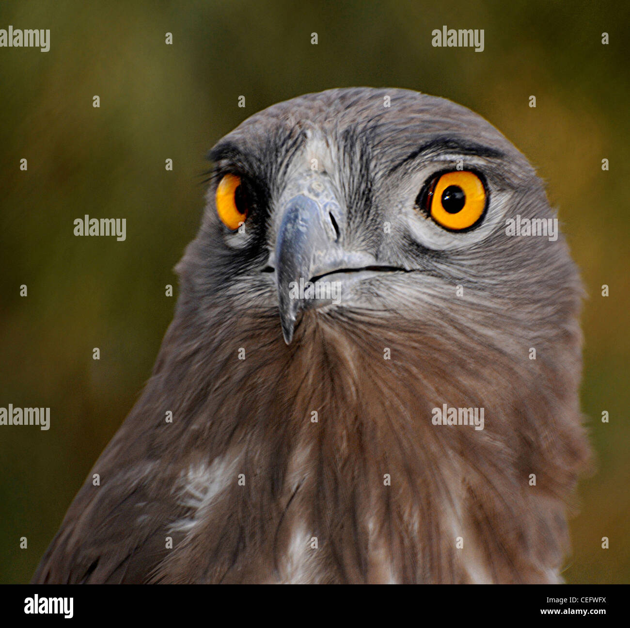 My Image 30
