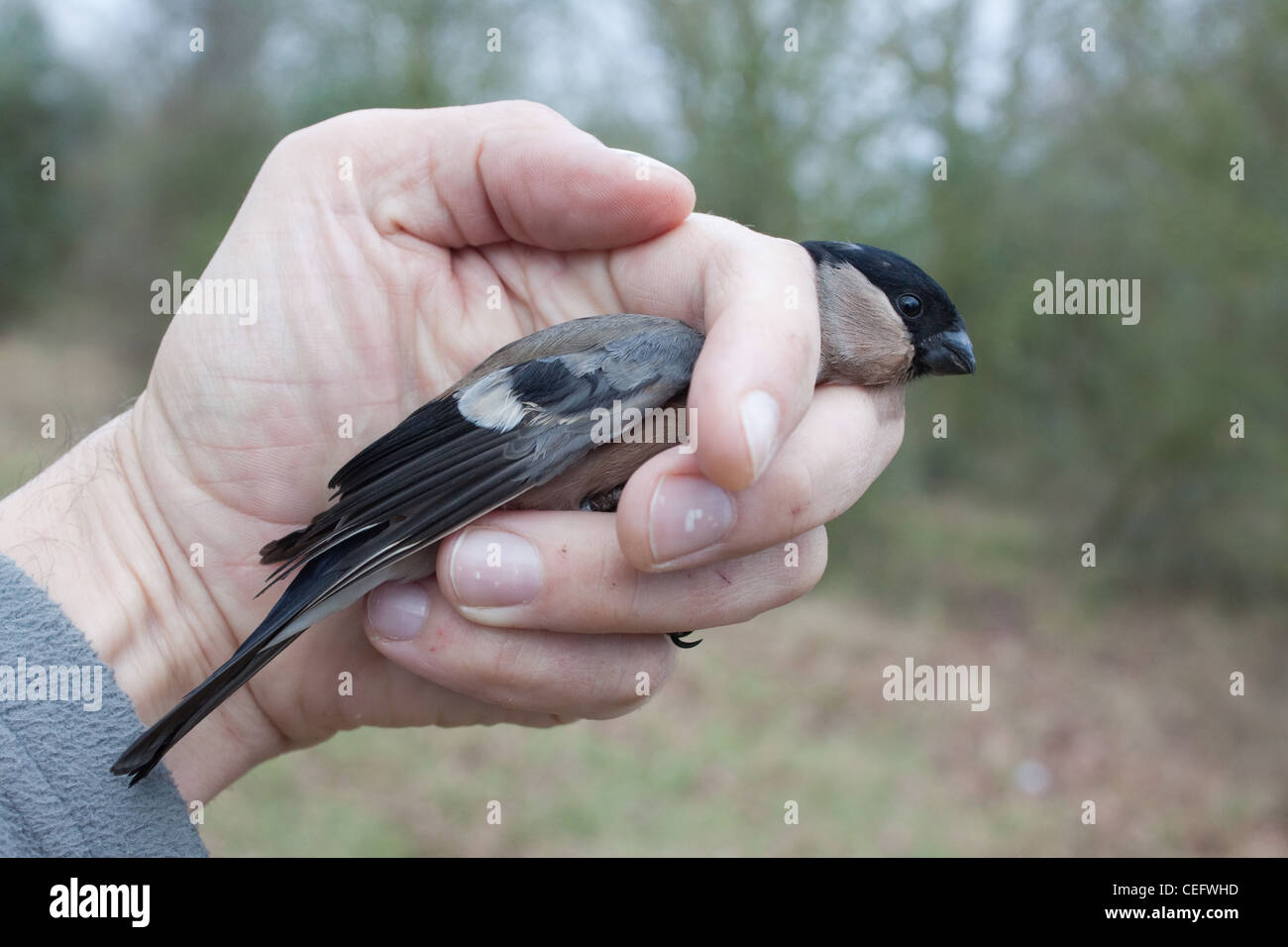 A bird ringer or bander holding a female Bullfinch Pyrrhula pyrrhula, caught for scientific research purposes before releasing Stock Photo
