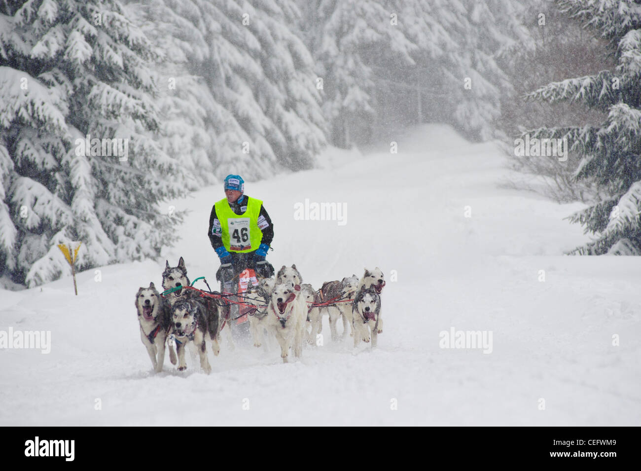 Dog Sled race in Jakuszyce, Poland. Stock Photo