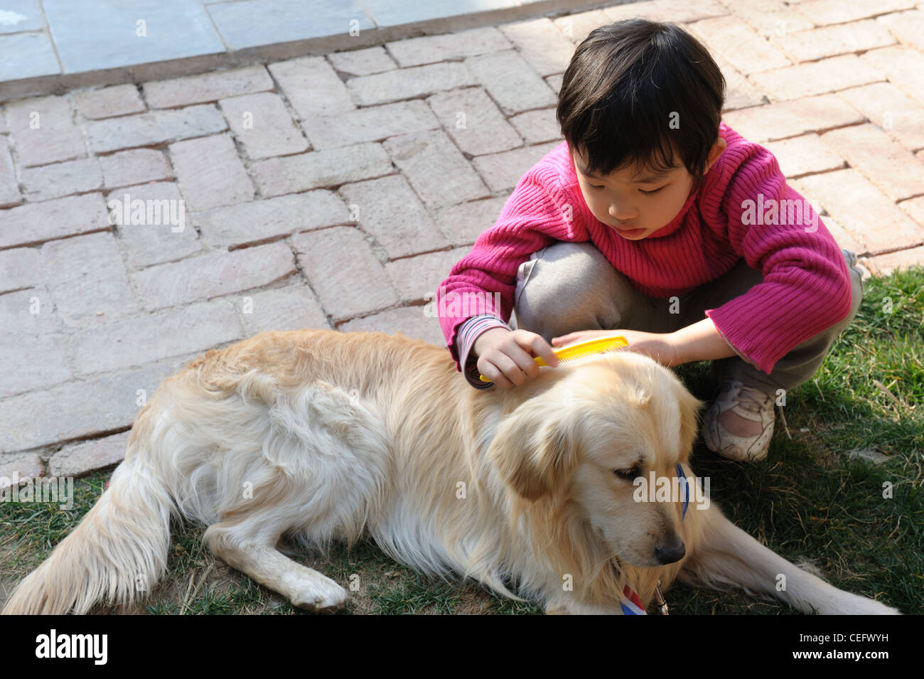 Asian kid playing with golden retriever dog in the yard Stock Photo
