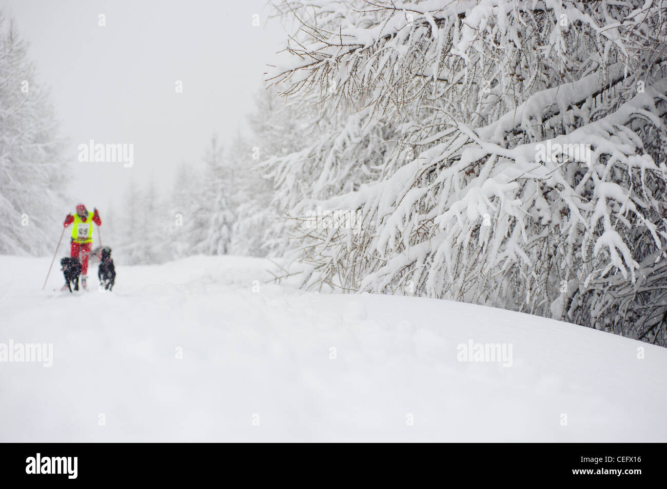 Dog Sledding in Jakuszyce, Poland Stock Photo Alamy