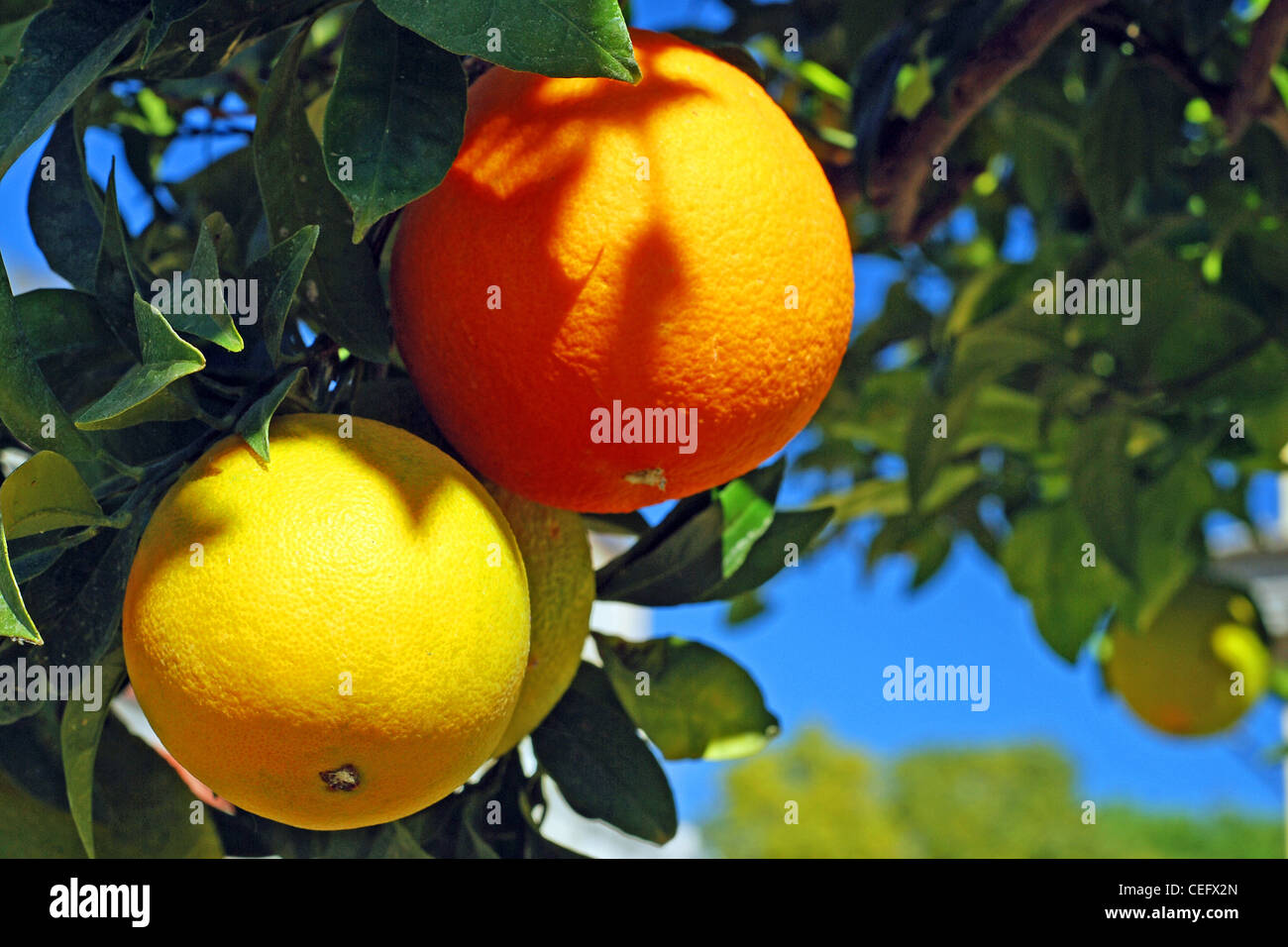 Two oranges on an orange tree Stock Photo