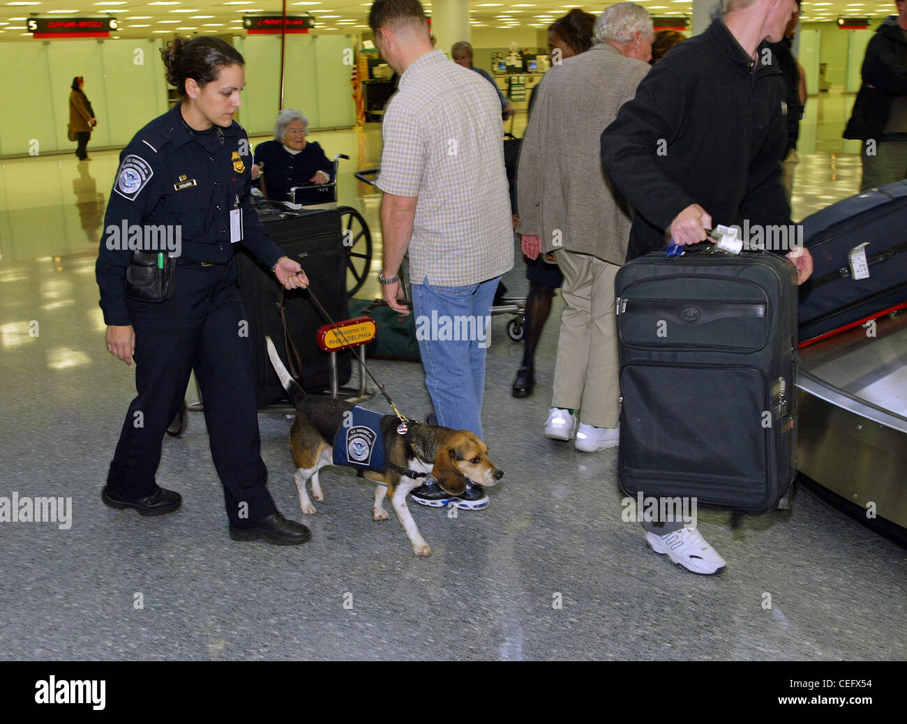 A member of the CBP Beagle Brigade looks for prohibited agricultural products and meats brought in by arriving passengers. Stock Photo