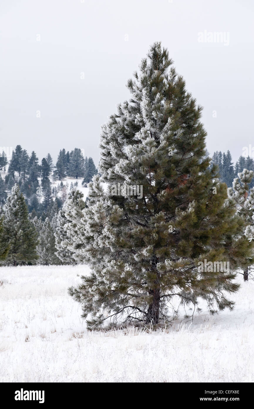 A ponderosa pine is half covered in snow in Montana. Stock Photo