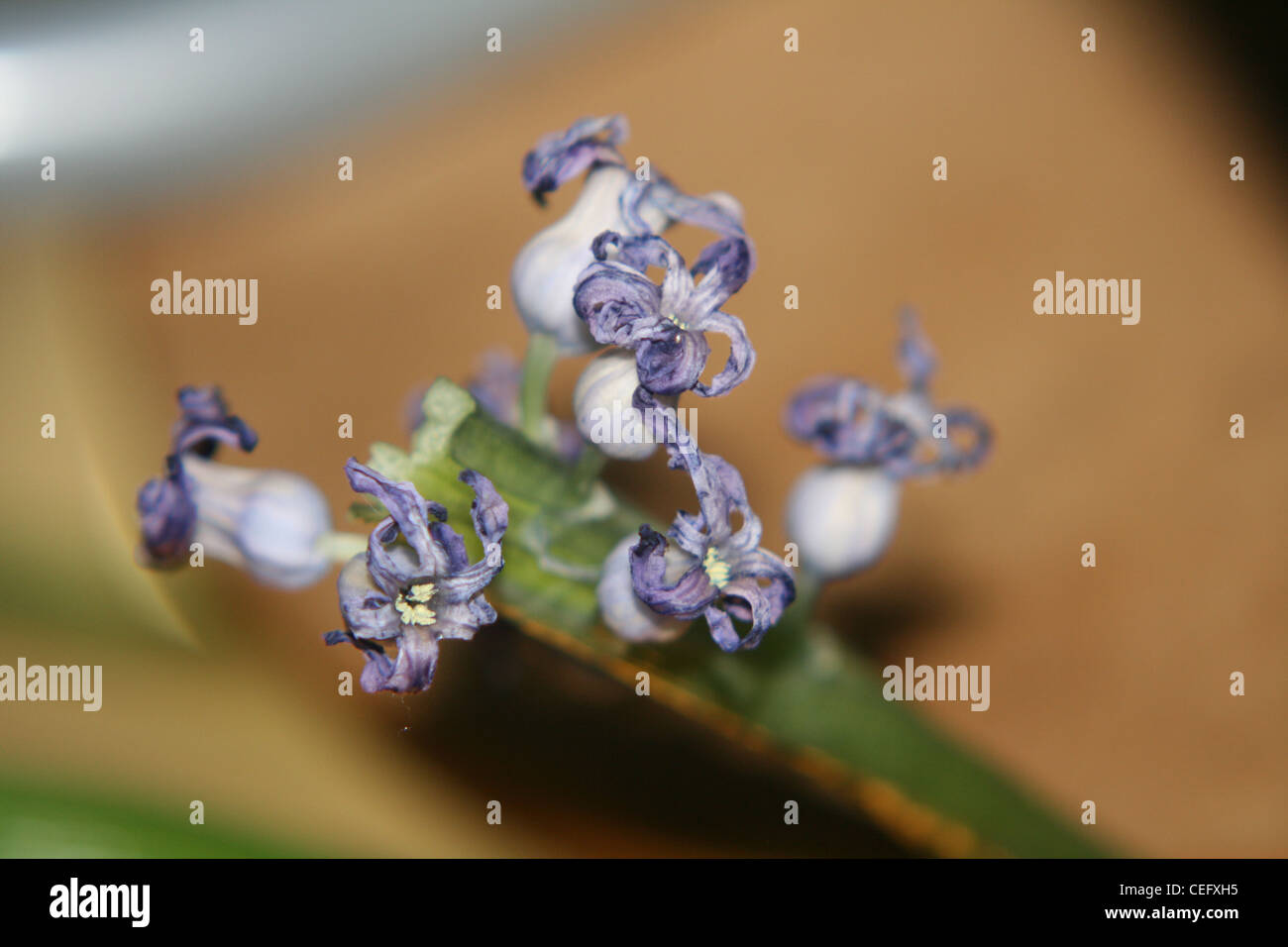 a dying hyacinth Stock Photo Alamy