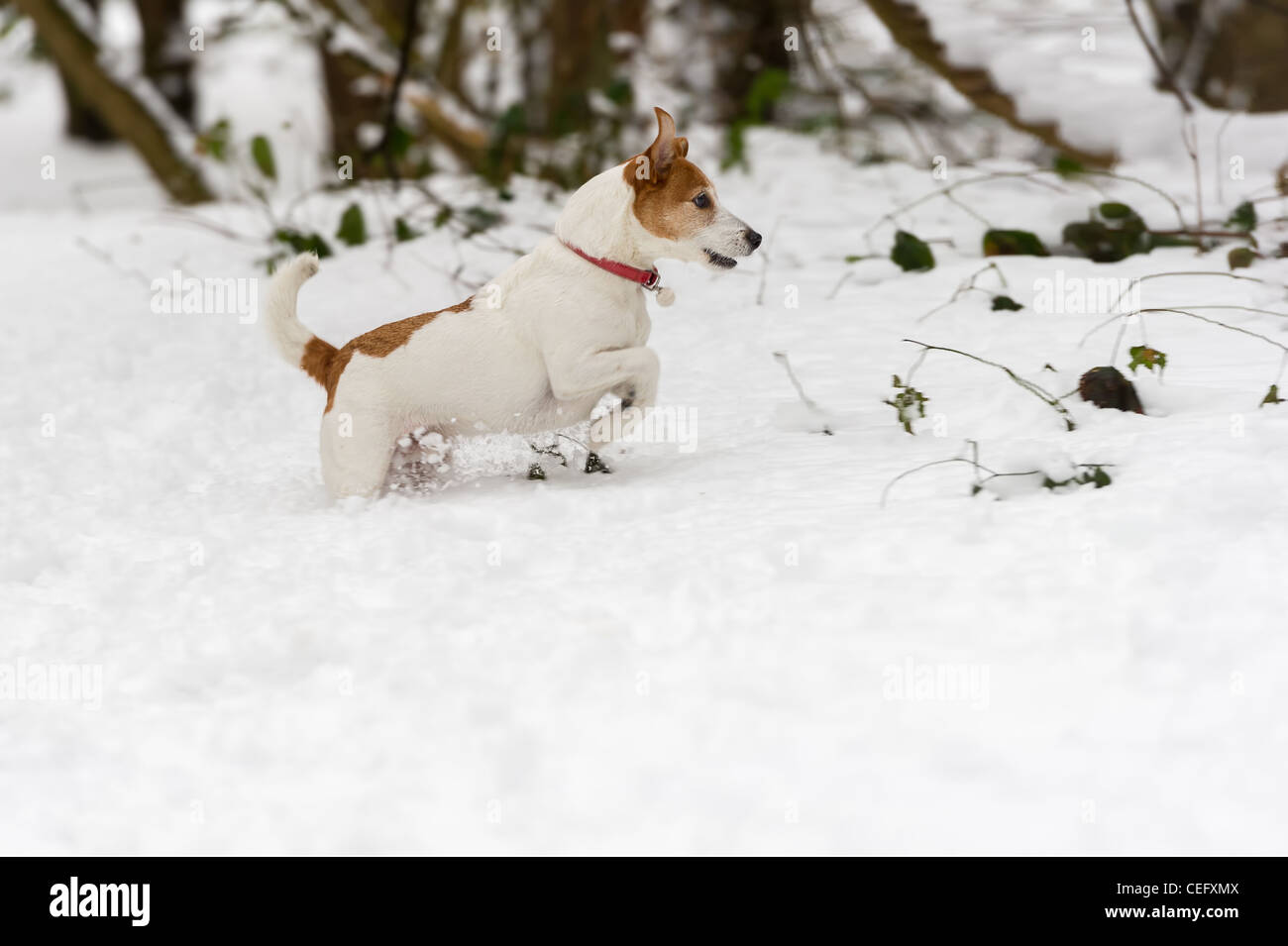 Excited Parson Jack Russell Terrier wading through deep snow Stock Photo
