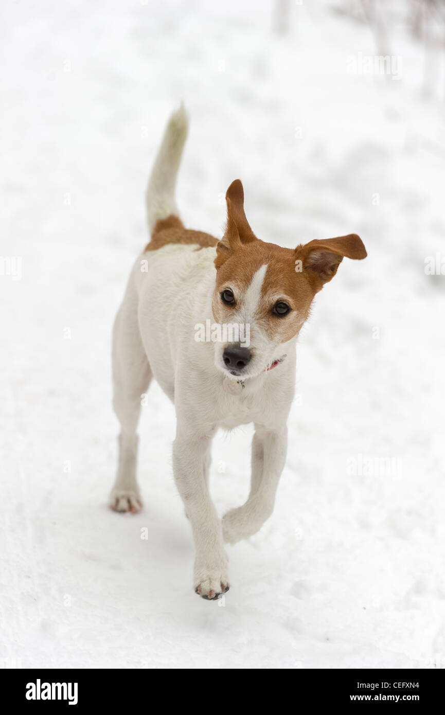 Parson Jack Russell Terrier enjoying a run in the snow Stock Photo