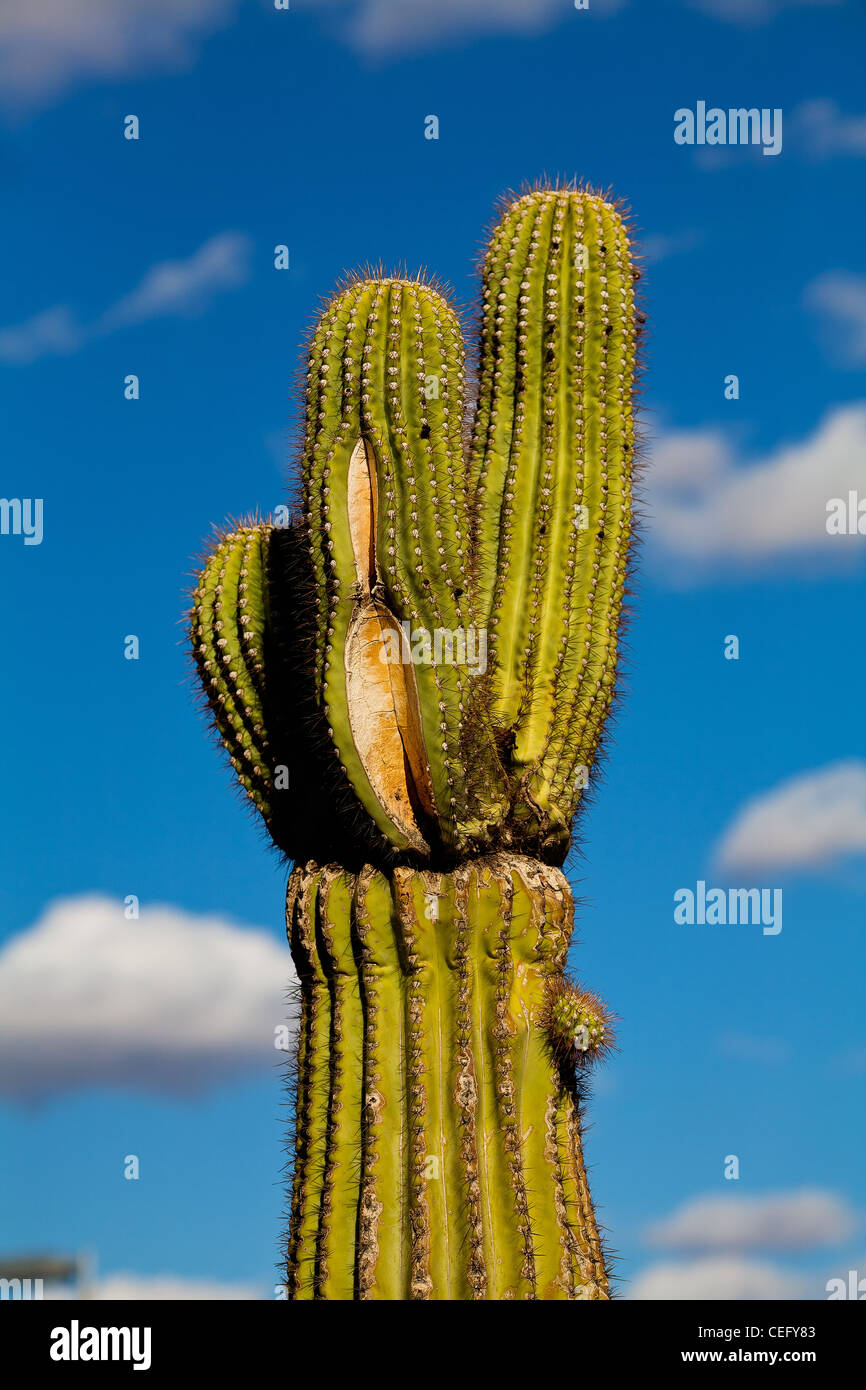 A cactus tree stands tall in the blue skies over Chandler, Arizona
