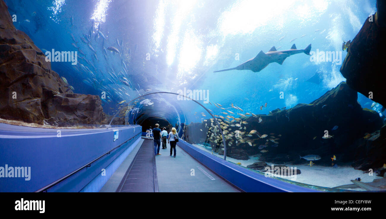 Georgia aquarium Stock Photo