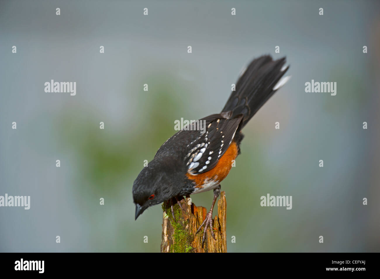 P maculatus binomial name pipilo maculatus hires stock photography and