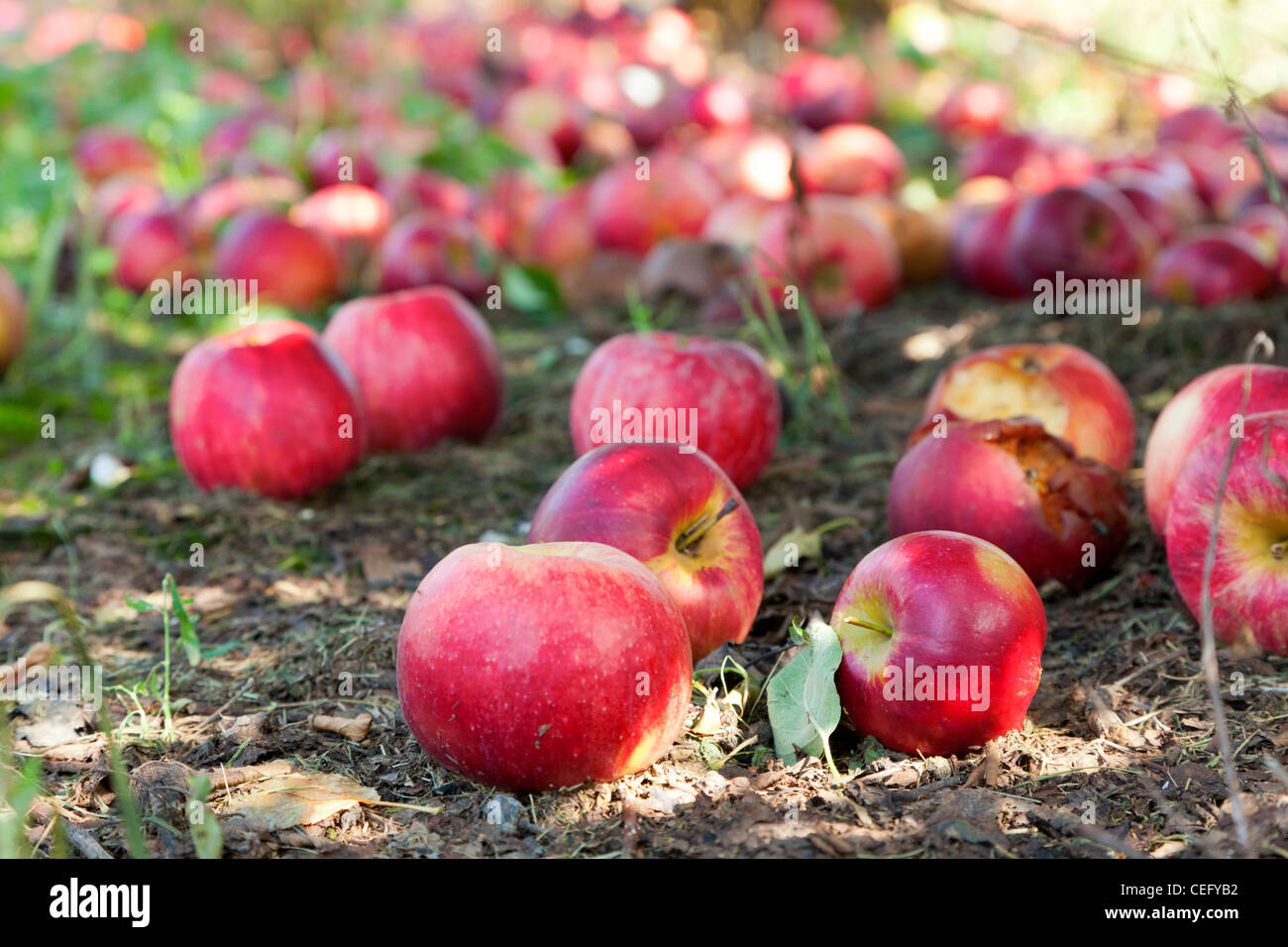 Apples on he ground at an orchard Stock Photo Alamy