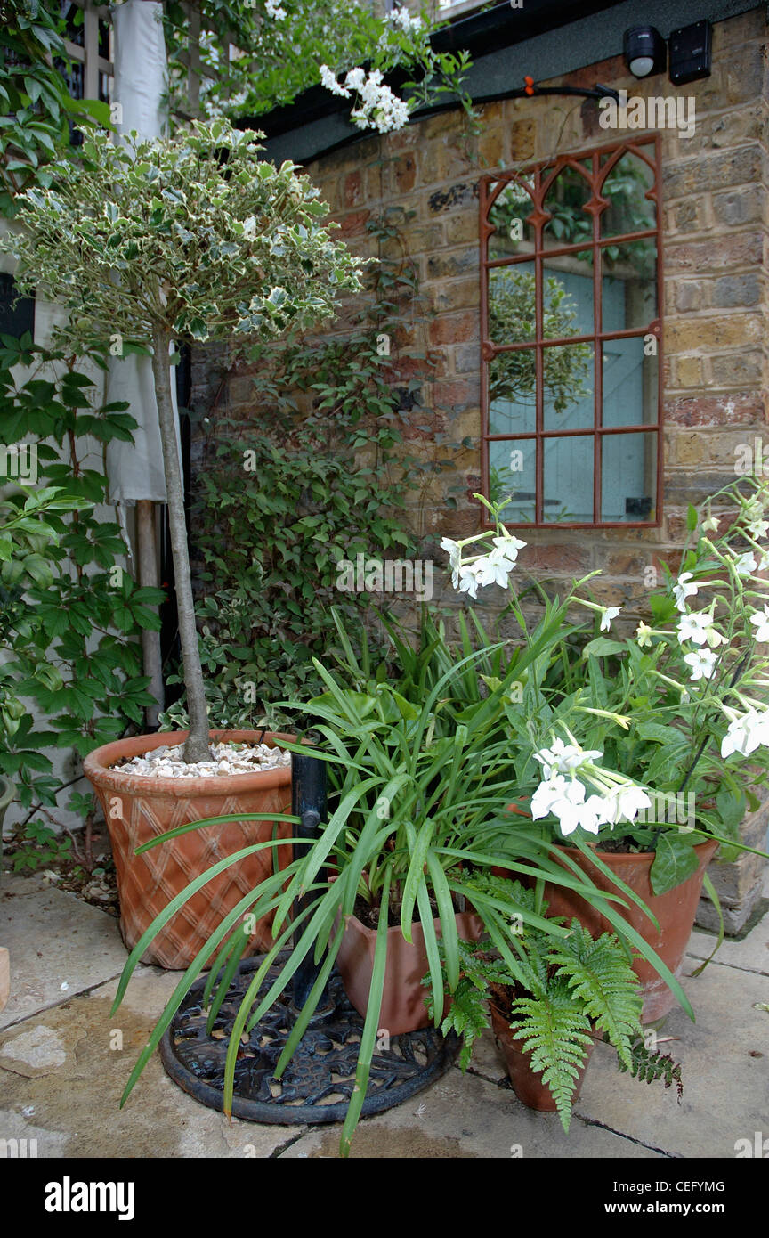 https://c8.alamy.com/comp/CEFYMG/small-clipped-olive-tree-and-white-nicotiana-in-terracotta-pots-on-CEFYMG.jpg