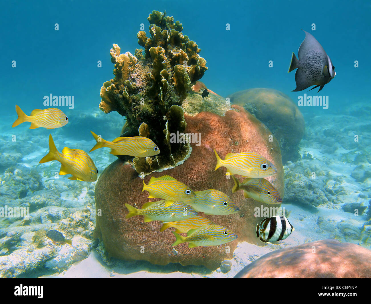 Corals with tropical fish underwater, Bahamas Stock Photo