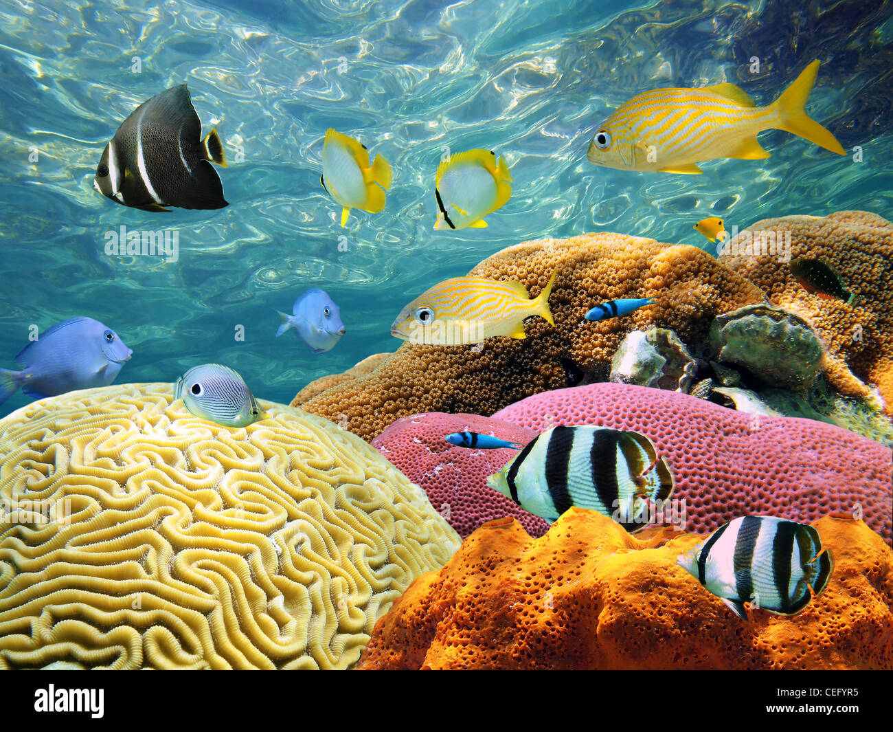 Underwater coral reef with colorful fishes and water surface in background Stock Photo