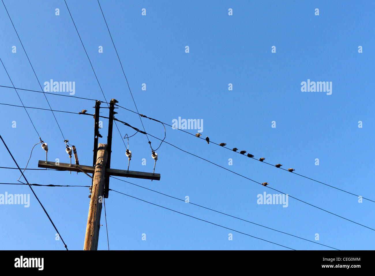 Pigeons congregating on telephone wires Stock Photo