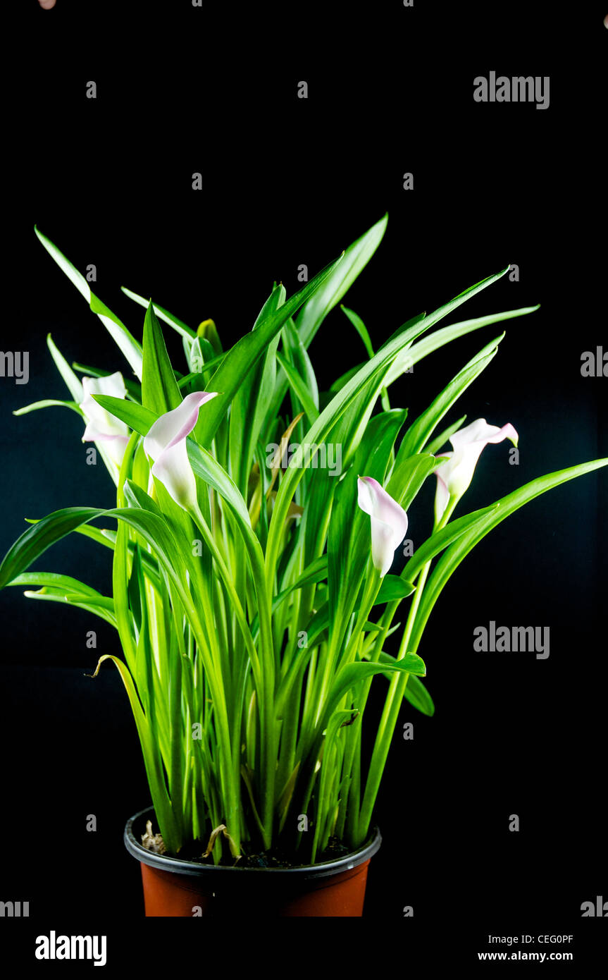 Egyptian lily hi-res stock photography and images - Alamy