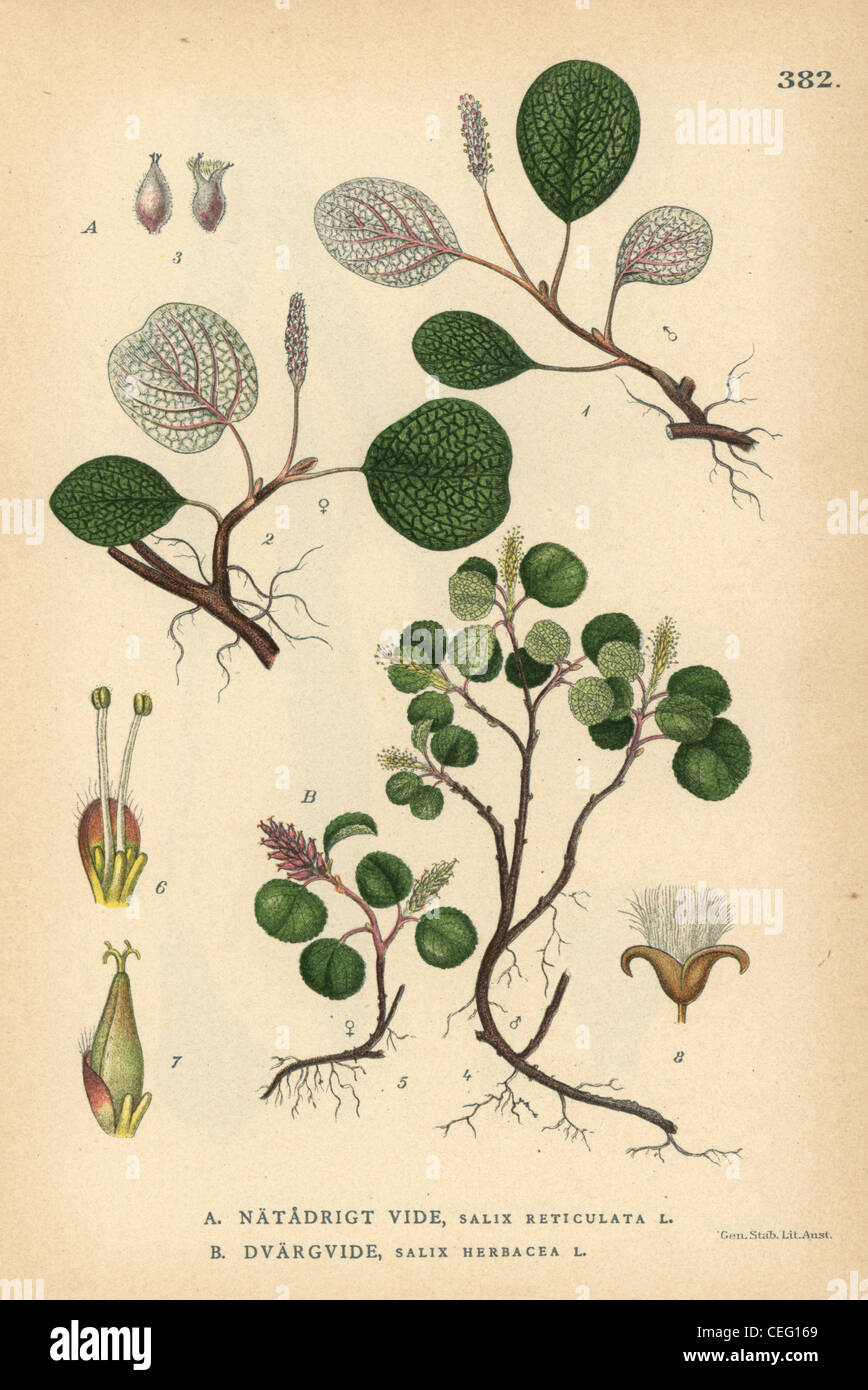 Net-leaved willow, Salix reticulata, and dwarf willow, Salix herbacea. Stock Photo