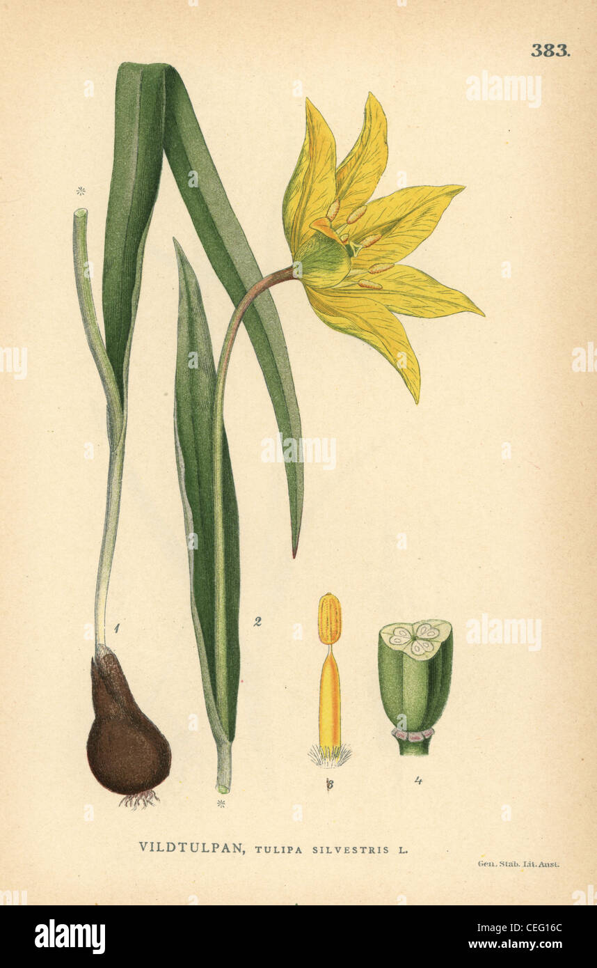 Tulipa sylvestris illustration hi-res stock photography and images - Alamy