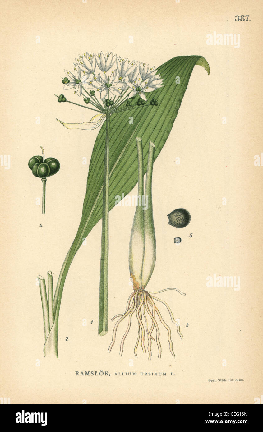 Ramsoms, Allium ursinum. Stock Photo