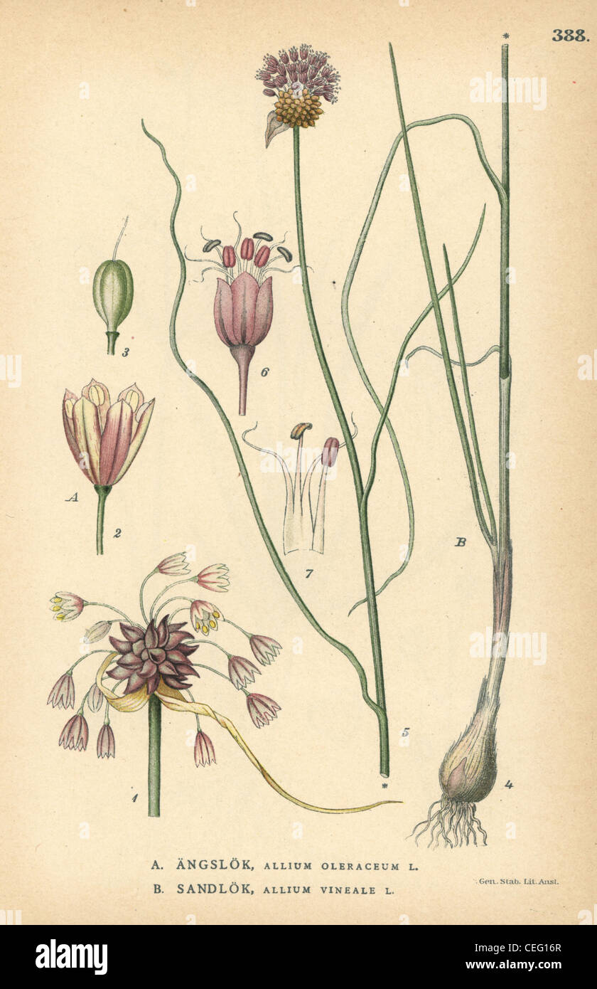 Field garlic, Allium oleraceum, and wild garlic, Allium vineale. Stock Photo