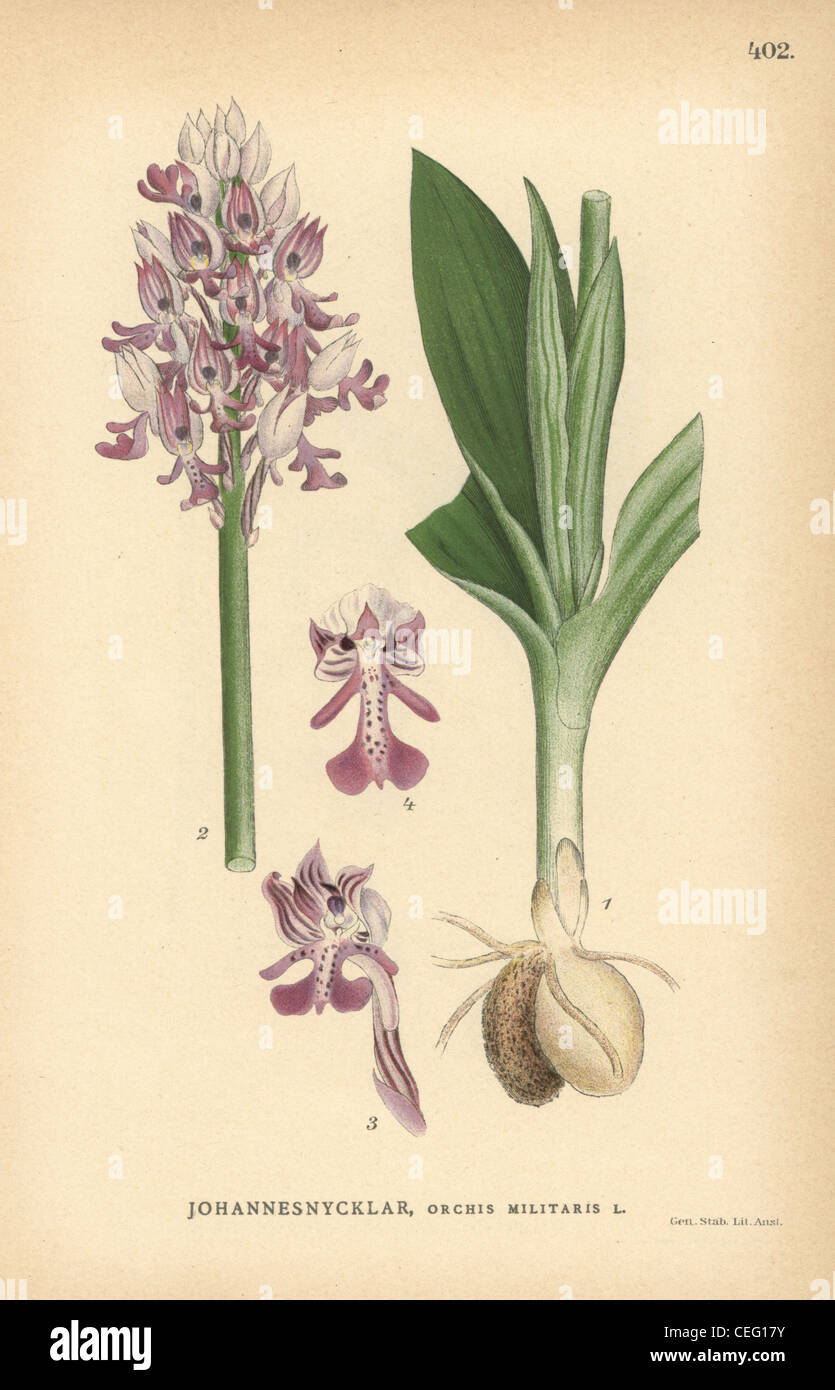 Military orchid, Orchis militaris. Stock Photo