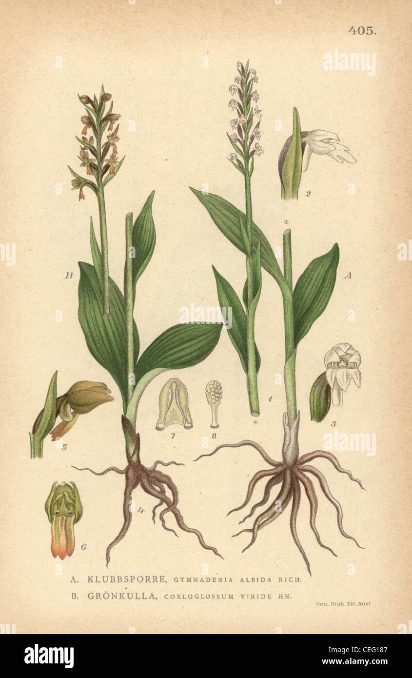 Small white orchis, Pseudorchis albida, and frog orchid, Coeloglossum viride. Stock Photo
