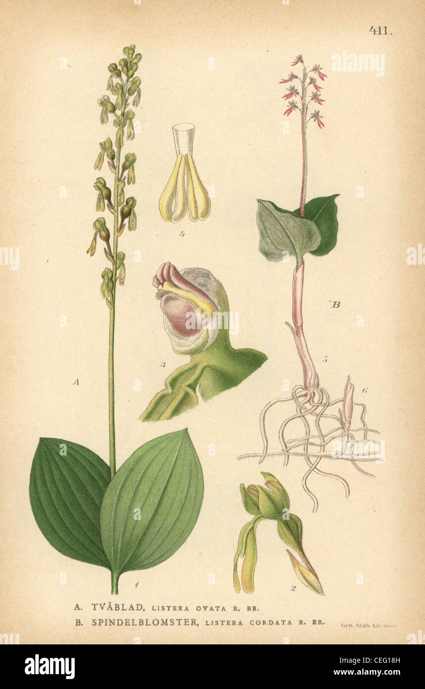 European common twayblade, Listera ovata, and lesser twayblade, Listera cordata. Stock Photo