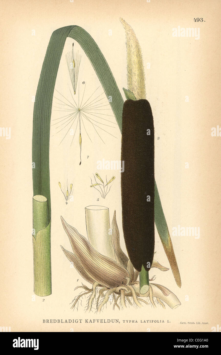 Botanical illustration of typha latifolia hi-res stock photography and ...