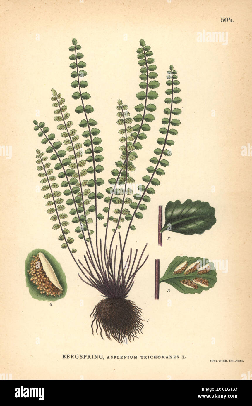 Maidenhair spleenwort fern, Asplenium trichomanes. Stock Photo