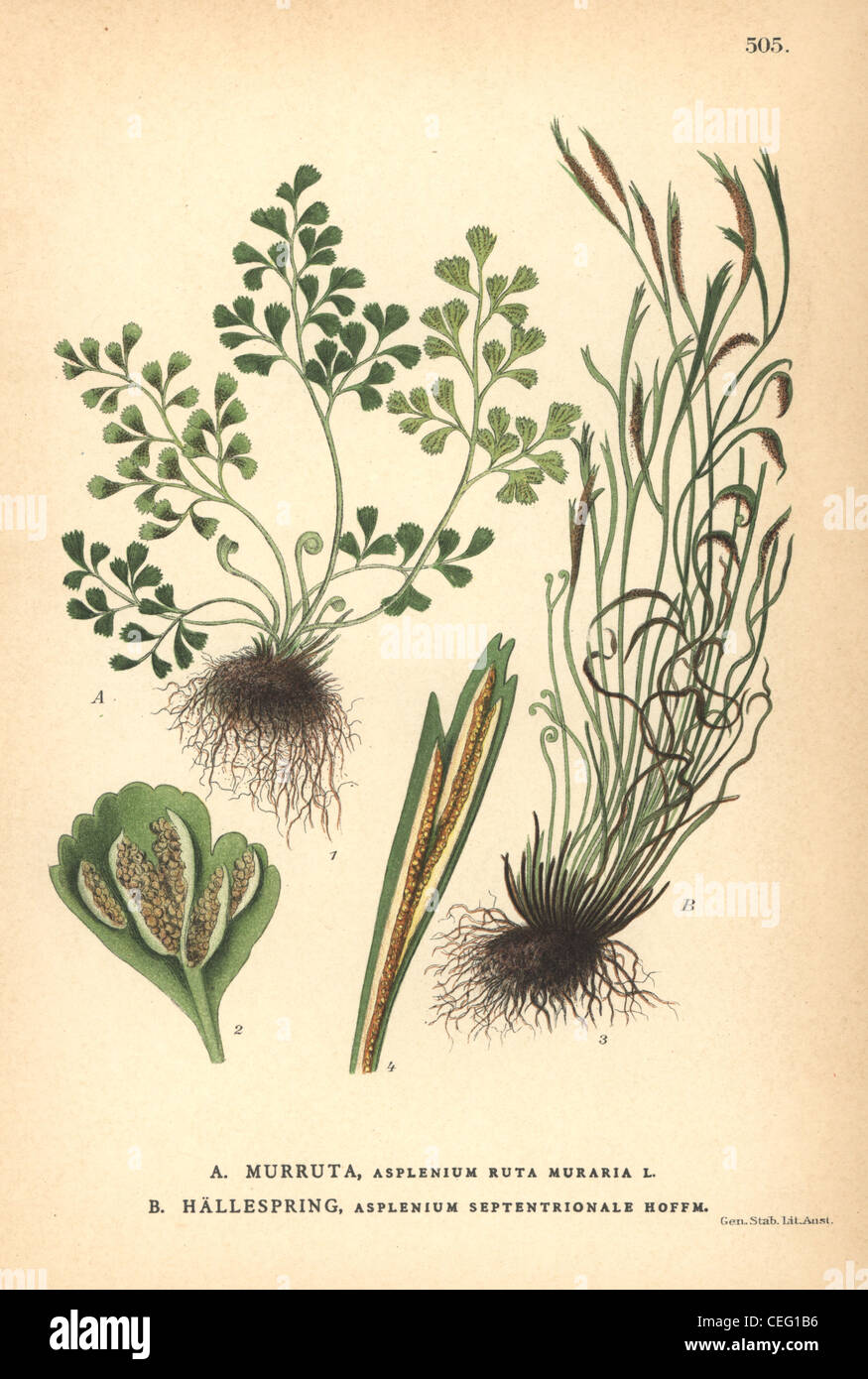 Wall-rue fern, Asplenium ruta-muraria, and northern spleenwort fern, Asplenium septentrionale. Stock Photo