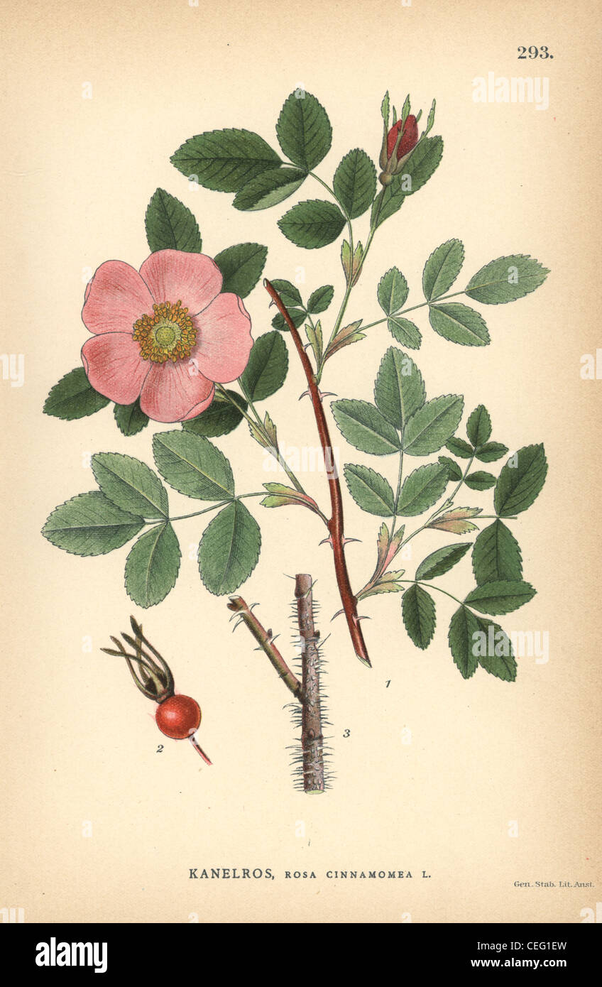 Cinnamon rose, Rosa cinnamomea. Stock Photo