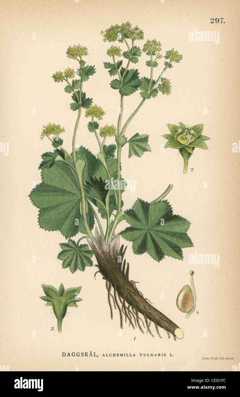 Lady's mantle, Alchemilla vulgaris. Stock Photo