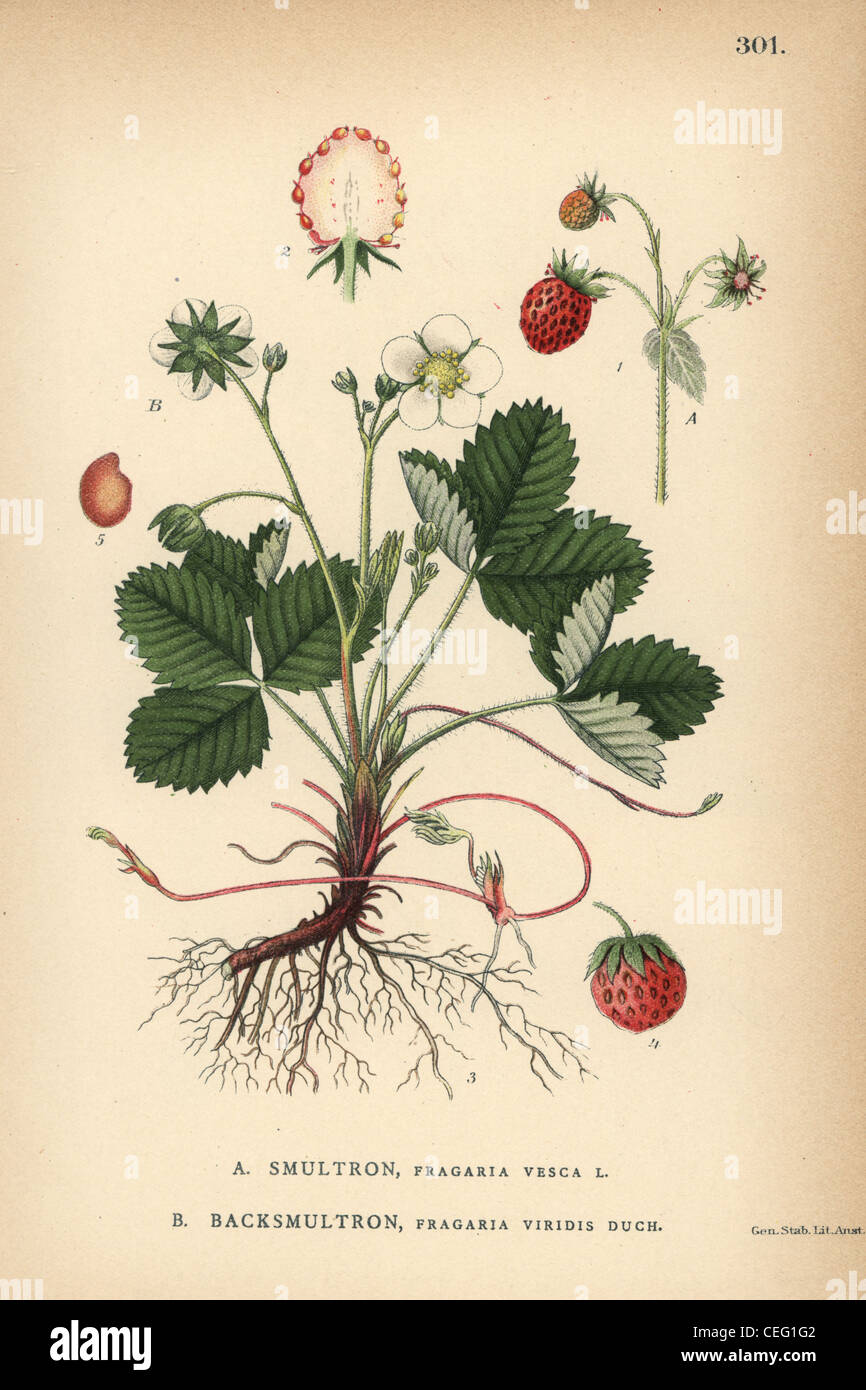 Wild strawberry, Fragaria vesca, and green strawberry, Fragaria viridis Duch. Stock Photo