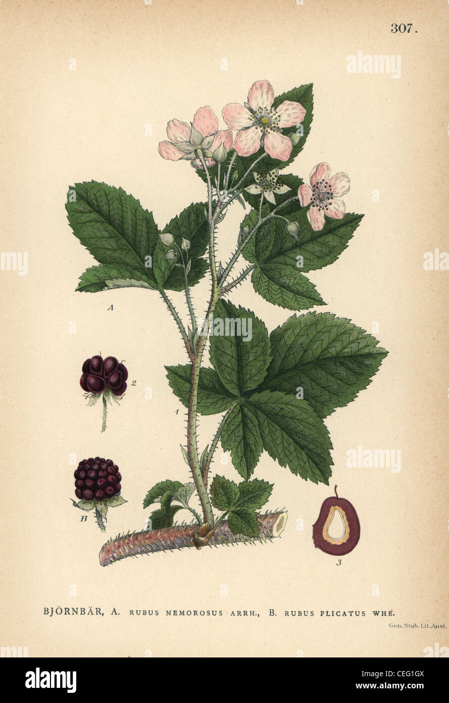 Blackberry bramble species, Rubus nemorosus and Rubus plicatus. Stock Photo