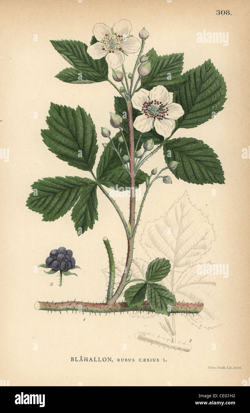 Botanical illustration dewberry hires stock photography and images Alamy