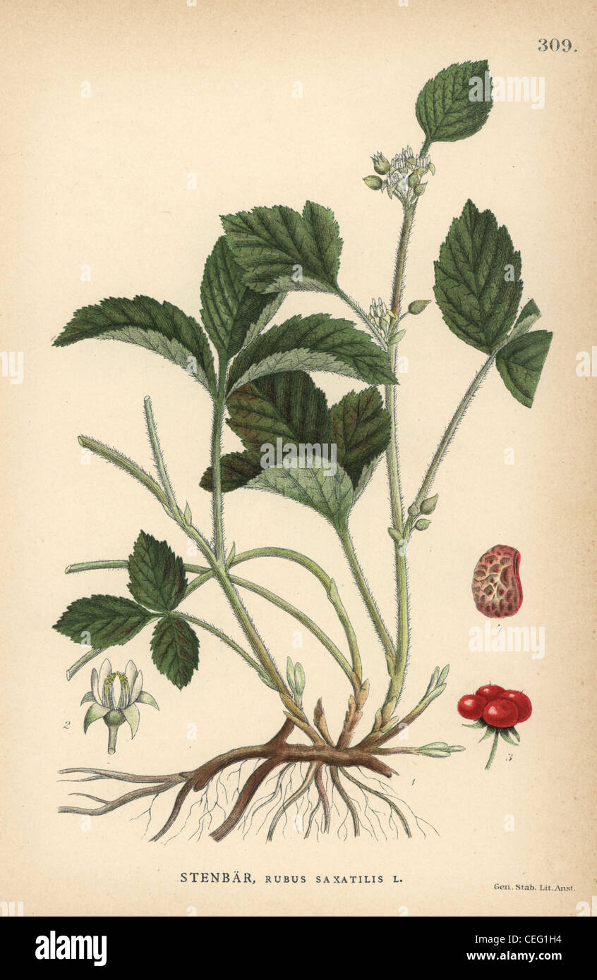 Stone bramble, Rubus saxatilis. Stock Photo