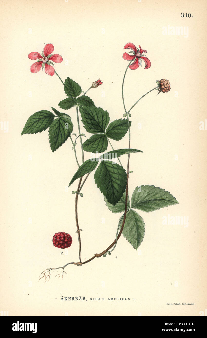 Arctic raspberry, Rubus arcticus. Stock Photo
