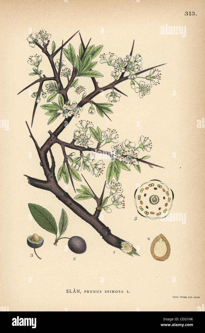 blackthorn family tree