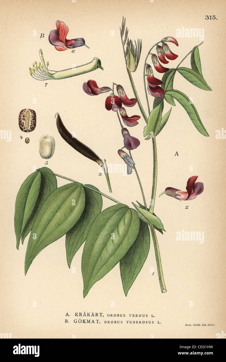 Spring vetchling or spring pea, Orobus vernus, and bitter vetch or heath pea, Orobus tuberosus. Stock Photo