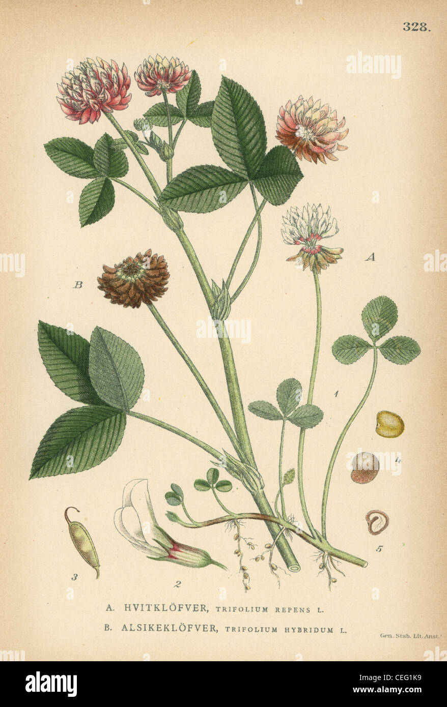 White clover, Trifolium repens, and alsike clover, Trifolium hybridum. Stock Photo